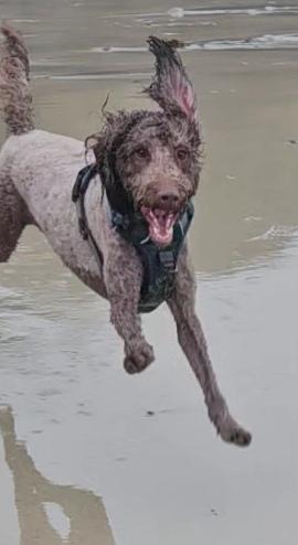 Cooper the dog profile picture