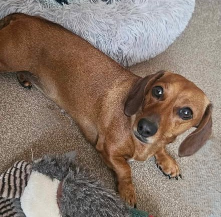 Custard the dog profile picture